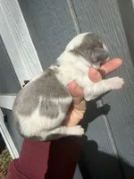 Longhair Dapple Piebald, a male Miniature Dachshund for sale in Barnesville, GA – Photo 5 of 8