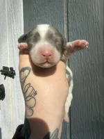 Longhair Dapple Piebald, a male Miniature Dachshund for sale in Barnesville, GA – Photo 2 of 8