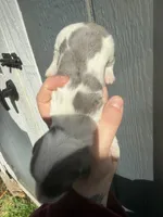 Longhair Dapple Piebald, a male Miniature Dachshund for sale in Barnesville, GA – Photo 4 of 8