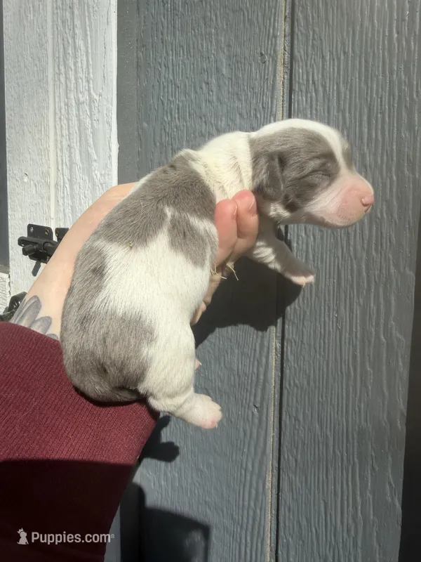 Longhair Dapple Piebald – Miniature Dachshund puppy for sale in Barnesville, GA