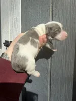 Longhair Dapple Piebald, a male Miniature Dachshund for sale in Barnesville, GA – Photo 1 of 8