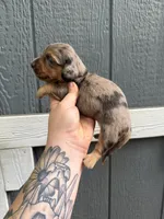 Longhair Dapple male (1), a male Miniature Dachshund for sale in Thomaston, GA – 3 of 7