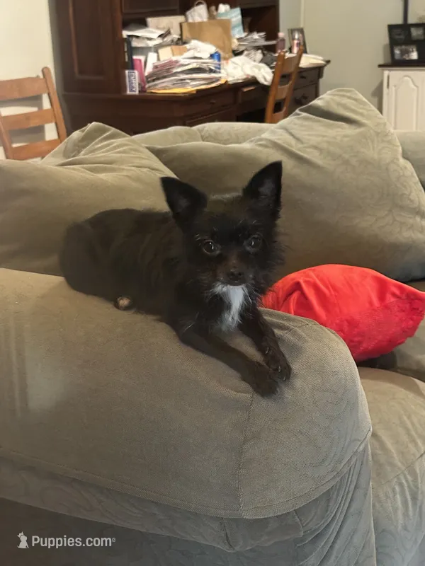 Longhaired Chihuahua , a male Chihuahua for sale in Thomaston, GA – 1 of 4