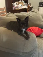 Longhaired Chihuahua , a male Chihuahua for sale in Thomaston, GA – 1 of 4