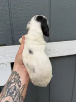 Dapple Piebald LH , a female Miniature Dachshund for sale in Thomaston, GA – 2 of 6