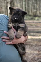 Dark sable Longcoat female, a female German Shepherd Dog for sale in Thomaston, GA – 1 of 5
