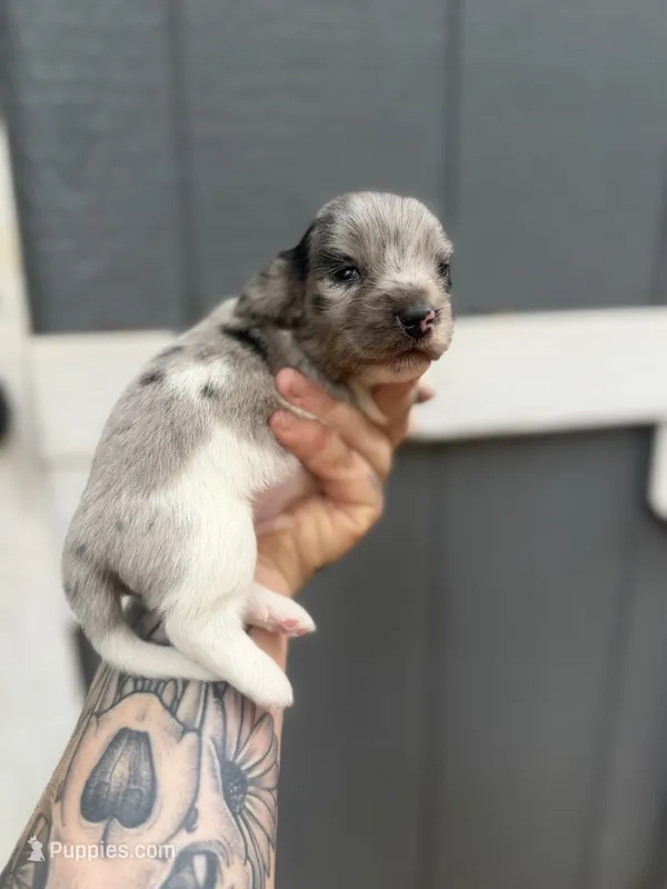 Longhaired Miniature Dapple piebald  – Miniature Dachshund puppy for sale in Thomaston, GA
