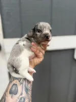 Longhaired Miniature Dapple piebald , a male Miniature Dachshund for sale in Thomaston, GA – 1 of 6