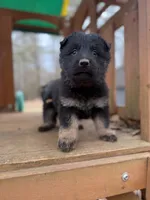 Bicolor Longcoat female, a female German Shepherd Dog for sale in Thomaston, GA – 3 of 5