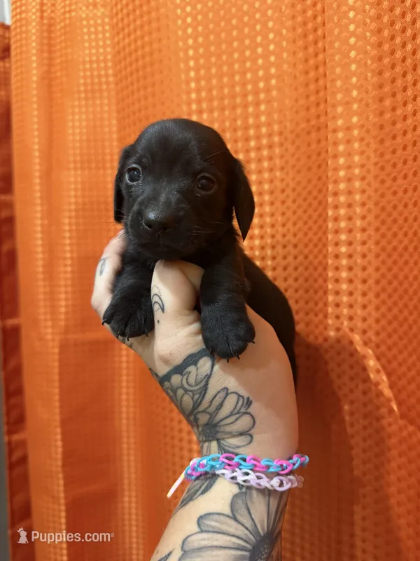 Shorthaired Miniature (solid black) 3 – Miniature Dachshund puppy for sale in Thomaston, GA