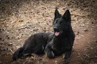Longcoat Bicolor, a male German Shepherd Dog for sale in Thomaston, GA – 4 of 6
