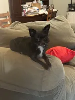 Longhaired Chihuahua , a male Chihuahua for sale in Thomaston, GA – 2 of 4