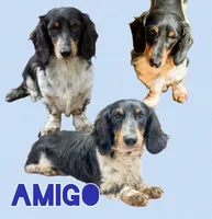 Black piebald Miniature (shorthair), a male Miniature Dachshund for sale in Thomaston, GA – 7 of 7