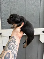 Longhair Black/tan female, a female Miniature Dachshund for sale in Thomaston, GA – 4 of 7