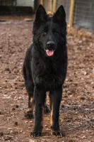 Longcoat Bicolor, a male German Shepherd Dog for sale in Thomaston, GA – 2 of 6
