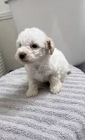 Miniature Poodle, a female Poodle - Miniature  for sale in Thomaston, GA – 2 of 3