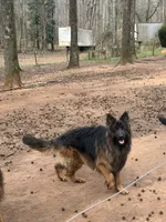 Longhair Black/red male, a male German Shepherd Dog for sale in Thomaston, GA – 3 of 5