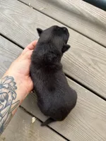 Longhaired Black sable (male), a male German Shepherd Dog for sale in Thomaston, GA – 3 of 5