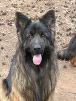 Longhair Black/red male, a male German Shepherd Dog for sale in Thomaston, GA – 2 of 5
