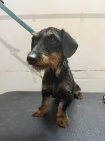 Wirehair Miniature Dachshund, a male Miniature Dachshund for sale in Thomaston, GA – 3 of 4
