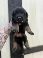 Red - Bicolor longcoat, a male German Shepherd Dog for sale in Barnesville, GA – Photo 3 of 6
