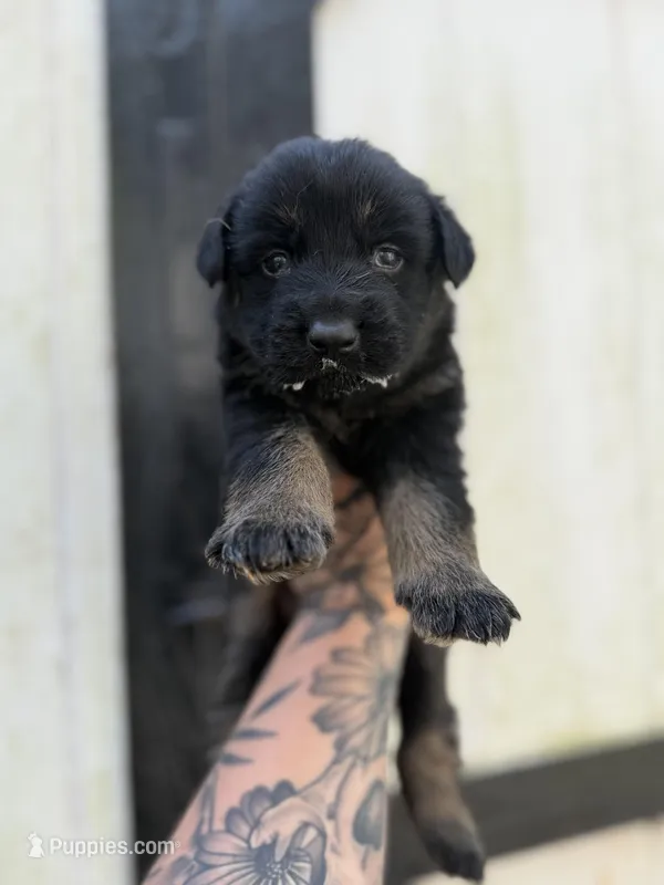 Red - Bicolor longcoat – German Shepherd Dog puppy for sale in Barnesville, GA