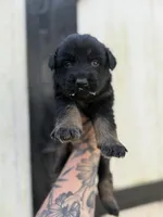 Red - Bicolor longcoat, a male German Shepherd Dog for sale in Barnesville, GA – Photo 1 of 6