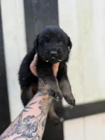 Red - Bicolor longcoat, a male German Shepherd Dog for sale in Barnesville, GA – Photo 2 of 6