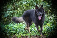 Red - Bicolor longcoat, a male German Shepherd Dog for sale in Barnesville, GA – Photo 5 of 6