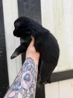 Red - Bicolor longcoat, a male German Shepherd Dog for sale in Barnesville, GA – Photo 4 of 6