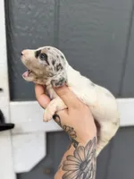 Dapple Piebald LH , a female Miniature Dachshund for sale in Thomaston, GA – 4 of 6