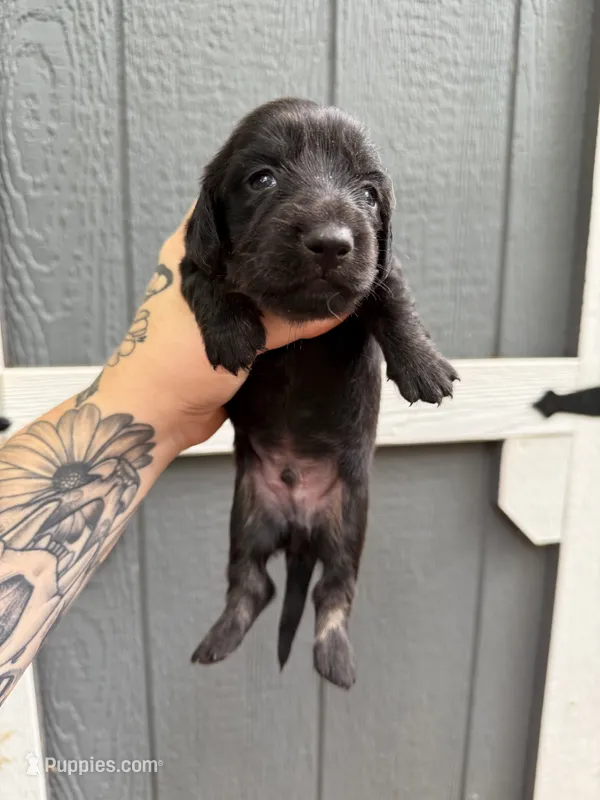 Longhair Black/cream Male – Miniature Dachshund puppy for sale in Thomaston, GA