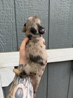 Longhair Dapple male (1), a male Miniature Dachshund for sale in Thomaston, GA – 2 of 7