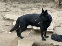 Dark sable female, a female German Shepherd Dog for sale in Thomaston, GA – 3 of 5