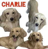 Longhaired dapple (male 1), a male Miniature Dachshund for sale in Thomaston, GA – 5 of 6
