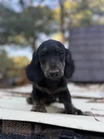Longhaired Black & cream, a male Miniature Dachshund for sale in Thomaston, GA – 3 of 5