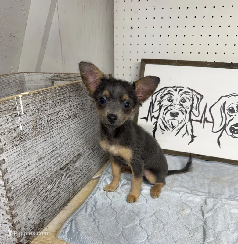 Longhaired Blue/tan applehead – Chihuahua puppy for sale in Thomaston, GA