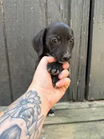 Black piebald Miniature (shorthair), a male Miniature Dachshund for sale in Thomaston, GA – 2 of 7