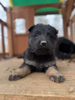 Bicolor Longcoat female, a female German Shepherd Dog for sale in Thomaston, GA – 2 of 5
