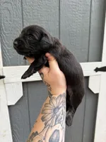 Longhair Black/cream Male, a male Miniature Dachshund for sale in Thomaston, GA – 4 of 7