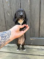 Black piebald Miniature (shorthair), a male Miniature Dachshund for sale in Thomaston, GA – 4 of 7