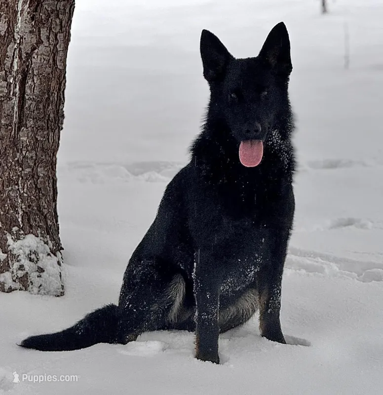 Bicolor female (carries longcoat) – German Shepherd Dog puppy for sale in Barnesville, GA