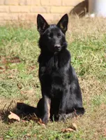 Bicolor female (carries longcoat), a female German Shepherd Dog for sale in Barnesville, GA – Photo 5 of 10