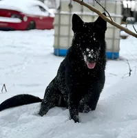 Bicolor female (carries longcoat), a female German Shepherd Dog for sale in Barnesville, GA – Photo 3 of 10