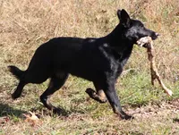 Bicolor female (carries longcoat), a female German Shepherd Dog for sale in Barnesville, GA – Photo 9 of 10