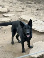 Bicolor female (carries longcoat), a female German Shepherd Dog for sale in Barnesville, GA – Photo 2 of 10