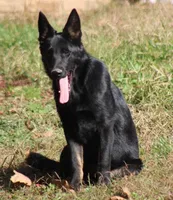 Bicolor female (carries longcoat), a female German Shepherd Dog for sale in Barnesville, GA – Photo 8 of 10