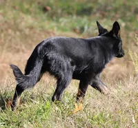 Bicolor female (carries longcoat), a female German Shepherd Dog for sale in Barnesville, GA – Photo 6 of 10