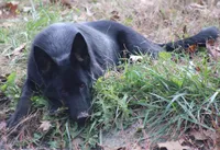Bicolor female (carries longcoat), a female German Shepherd Dog for sale in Barnesville, GA – Photo 7 of 10