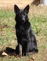 Bicolor female (carries longcoat), a female German Shepherd Dog for sale in Barnesville, GA – Photo 4 of 10